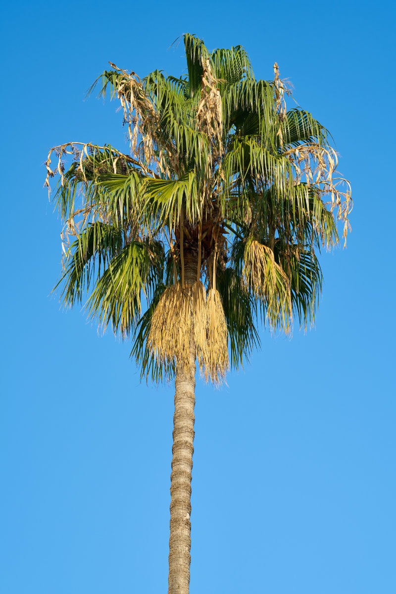 SanJosePalm-1672352