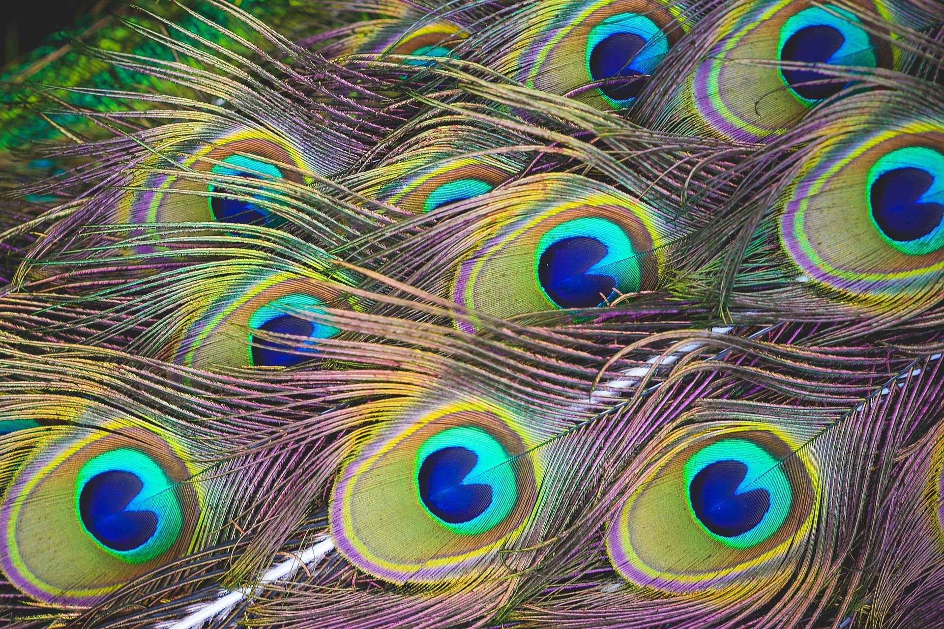 peacock_iuvoTechnologies_VendorManagement-1